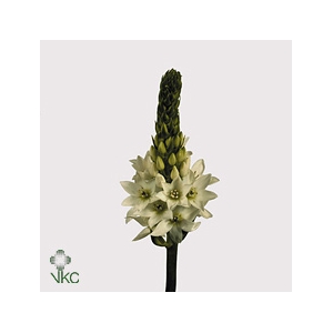 Ornithogalum Thy Mount Fuji