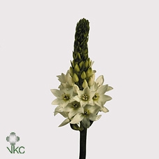 <h4>Ornithogalum Thy Mount Fuji</h4>