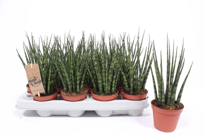 <h4>Sansevieria  'Fernwood'</h4>
