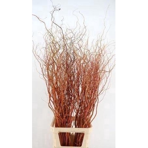 SALIX GOLDEN CURLS