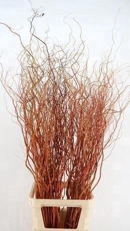 <h4>SALIX GOLDEN CURLS</h4>