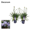 Agapanthus 'Charlotte'