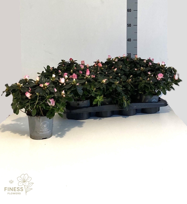 <h4>RHODO SI VOGEL GEM</h4>