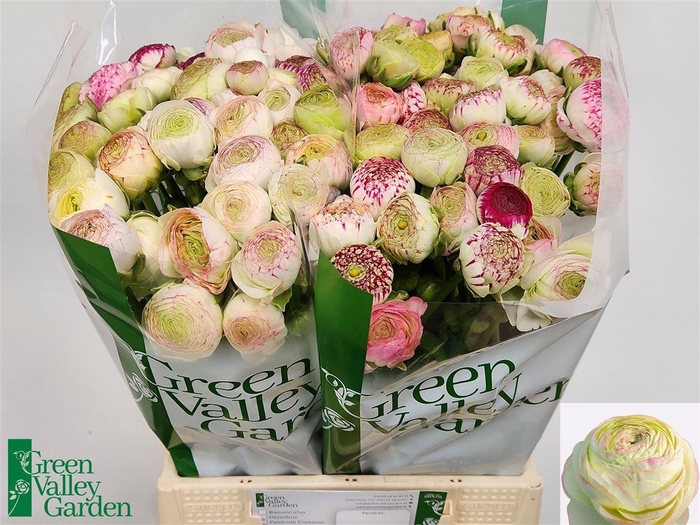 <h4>Ran Aazur Pi Stripe</h4>