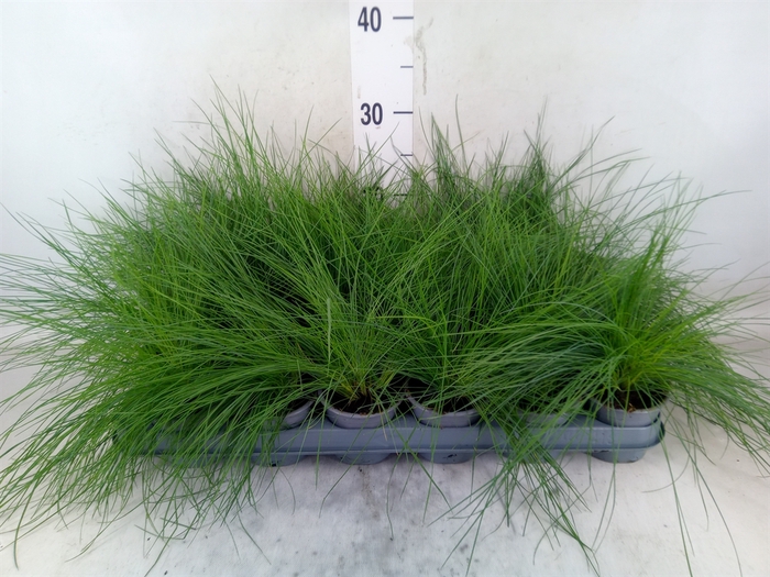<h4>Festuca glauca</h4>