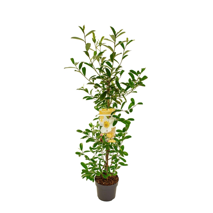 <h4>Magnolia 'Vanilla Pearls' ® Piramide</h4>