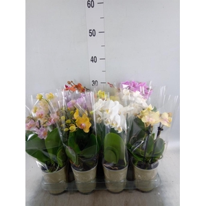 Phalaenopsis   ...mix