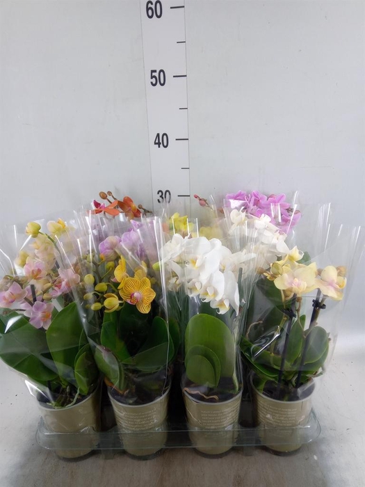 <h4>Phalaenopsis   ...mix</h4>