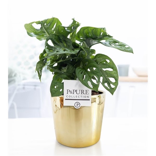 <h4>Monstera Adansonii in P&PURE Laryssa ceramics shiny gold</h4>