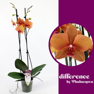 Golden Brick 2-tak 60cm (GROEN)