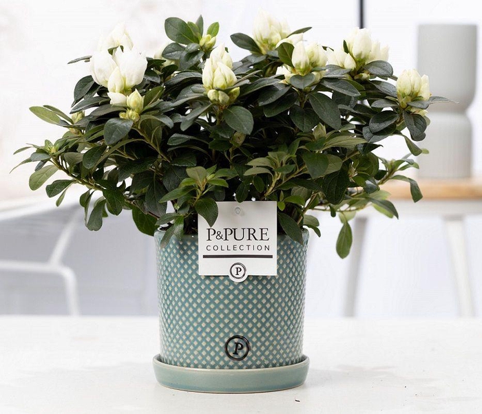 <h4>1st class Azalea white in P&PURE Lauren ceramics</h4>