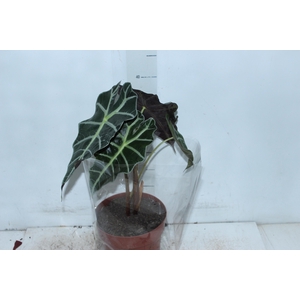 ALOCASIA POLLY P17