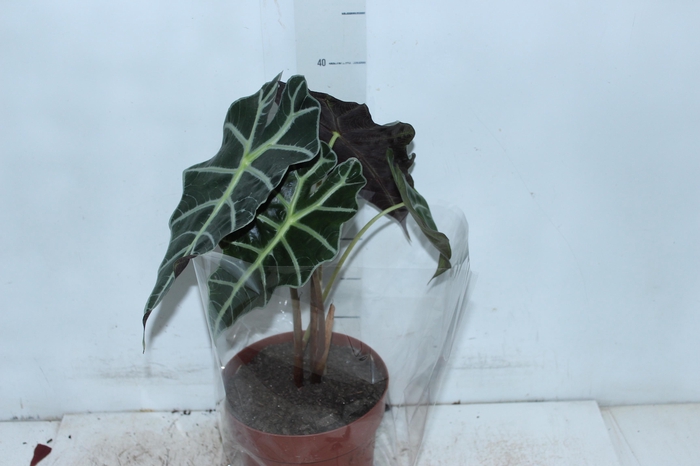 ALOCASIA POLLY P17