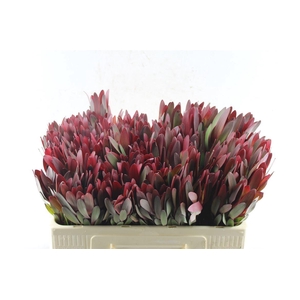 Leucad Saf Sunset Ex