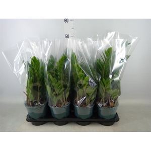 Zamioculcas zamiifolia