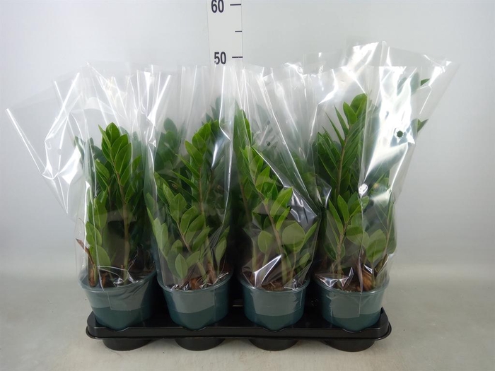 <h4>Zamioculcas zamiifolia</h4>