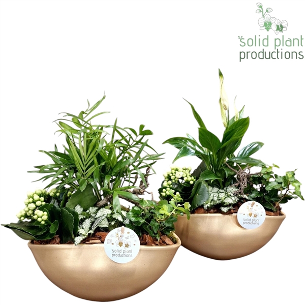 <h4>SC005 Eyleen Gold Mix</h4>