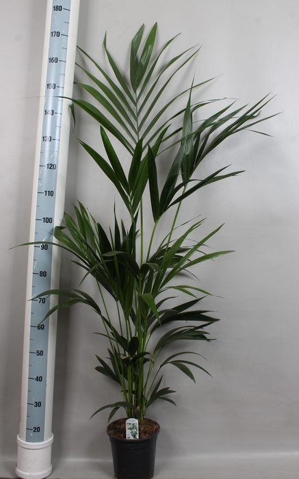 <h4>HOWEA FORSTERIANA</h4>