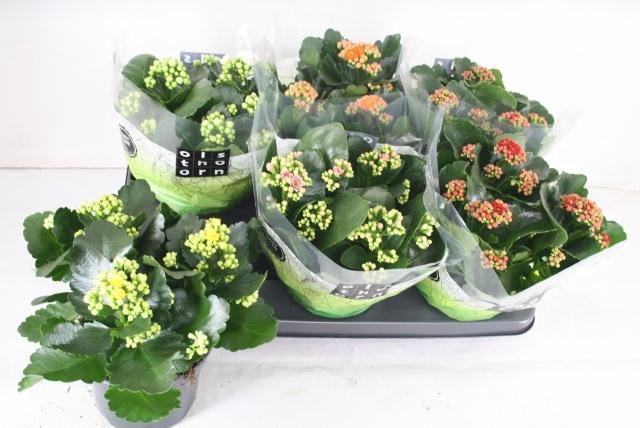 <h4>KAL GE GEM 5 KL</h4>