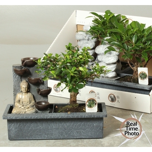 BONSAI GEM