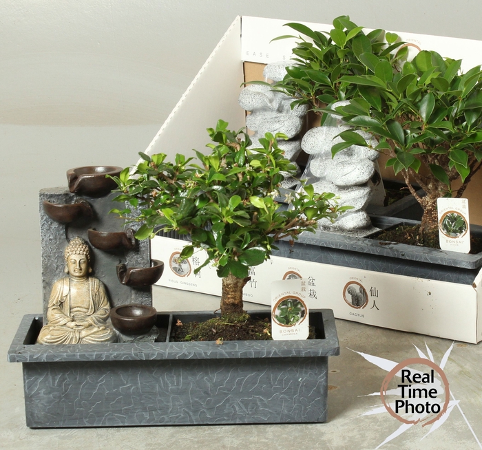 <h4>BONSAI GEM</h4>