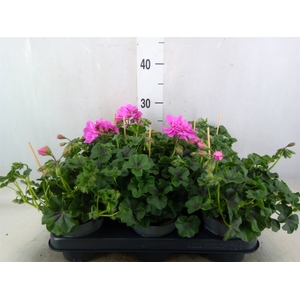 Pelargonium pelt.   ...