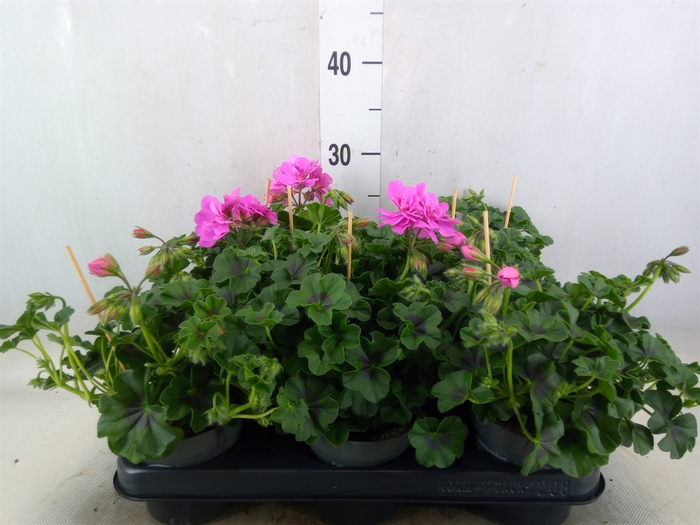 <h4>Pelargonium pelt.   ...</h4>
