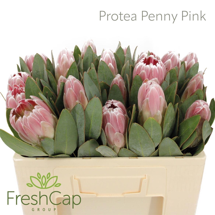 <h4>Protea Penny Pink</h4>