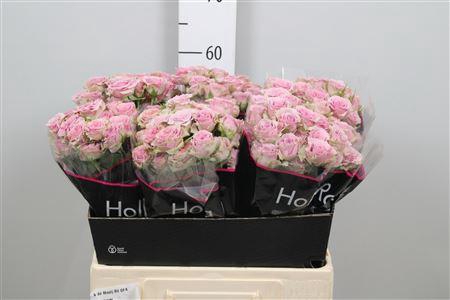 <h4>R Tr Motown</h4>