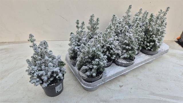 <h4>CHAMAECYPARIS THYOIDES TOP POINT P10.5 + SNOW</h4>