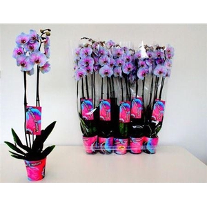 Phal ** Paint ** Wonder Of Nature 2 Branche 18+