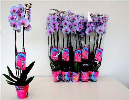 <h4>Phal ** Paint ** Wonder Of Nature 2 Branche 18+</h4>