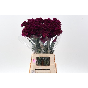 Di St Golem Purple hi