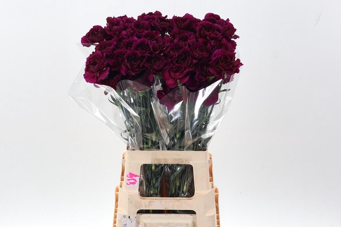 <h4>Di St Golem Purple hi</h4>