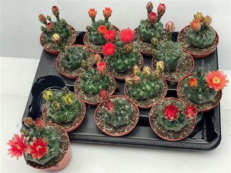 <h4>Gymnocal Baldianum</h4>