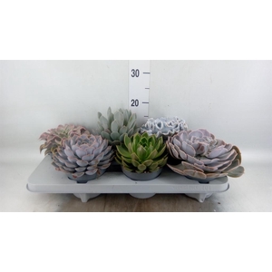 Echeveria   ...mix