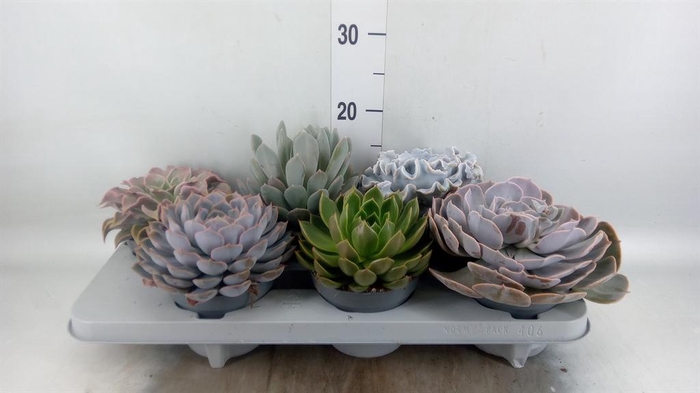 <h4>Echeveria   ...mix</h4>