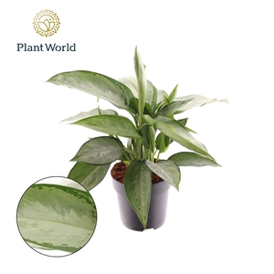 Aglaonema Silverado