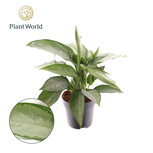 <h4>Aglaonema Silverado</h4>