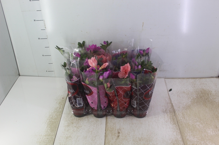 <h4>AZALEIA P09</h4>