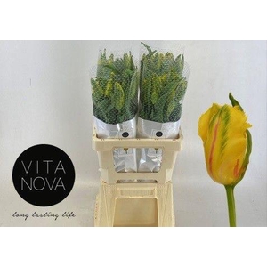 TU PA LA COUR PARROT