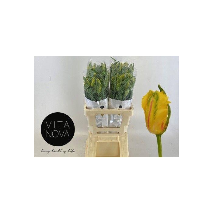 <h4>TU PA LA COUR PARROT</h4>