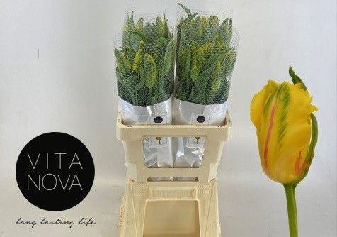 <h4>TU PA LA COUR PARROT</h4>