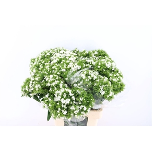 Di Barb Breanthus Hera Wite