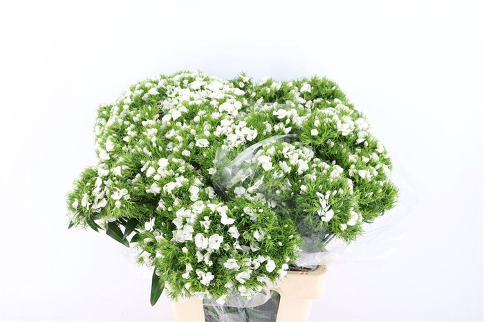 <h4>Di Barb Breanthus Hera Wite</h4>