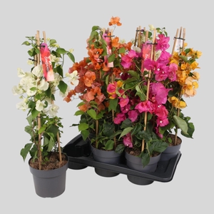 BOUGAINV OV