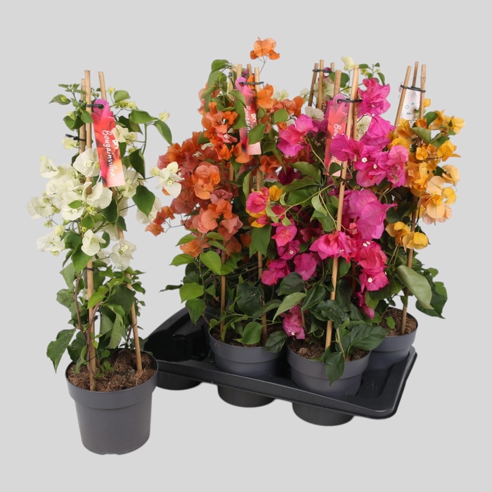 <h4>BOUGAINV OV</h4>