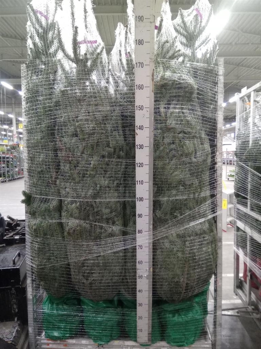 <h4>Abies fraseri</h4>