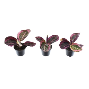 Calathea Princess Jesse 7 cm