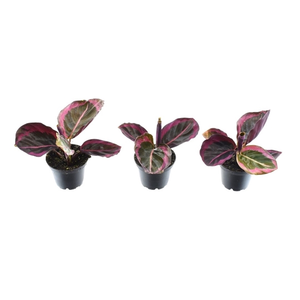 <h4>Calathea Princess Jesse 7 cm</h4>
